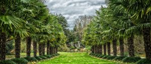 Global Sustainable Palm Oil Market